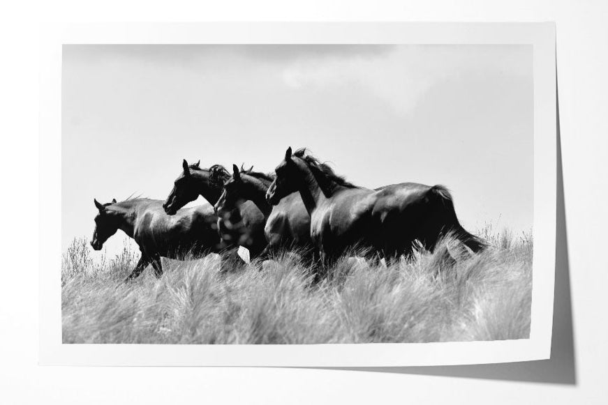 Black and white horses running photo print