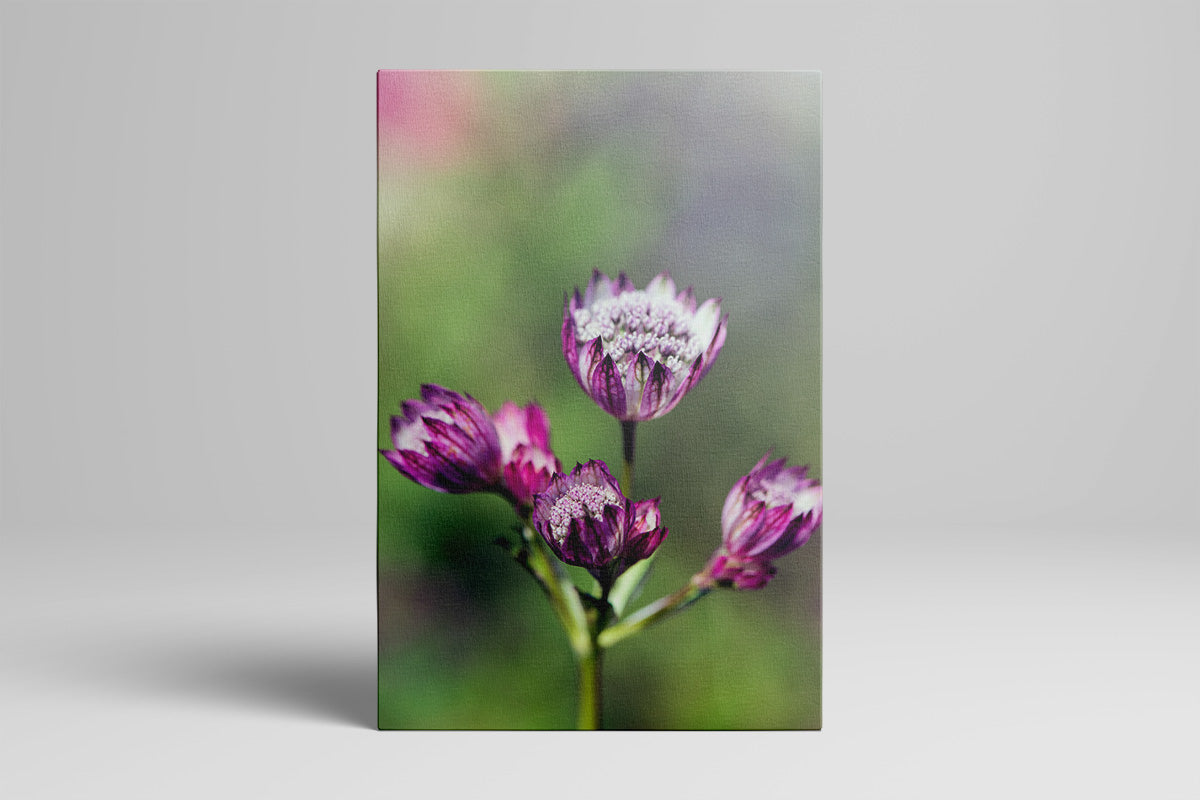 Pink Astrantia Portrait Canvas Mockup