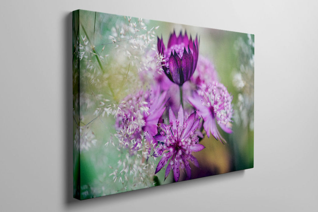Pink Astrantia Colour Photo Canvas on wall