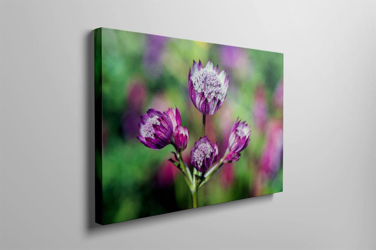 Pink Astrantia colour landscape canvas on wall