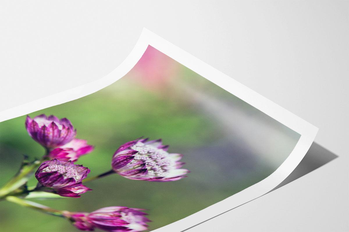 Pink Astrantia colour portrait print with border