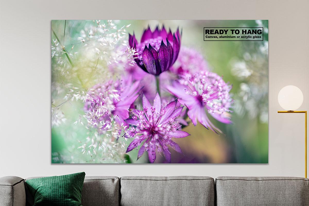 Pink Astrantia macro in black frame on living room wall with text overlay