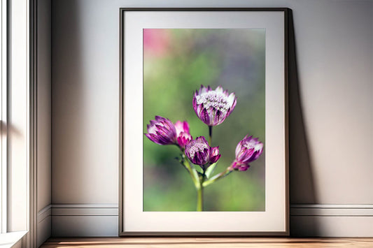 Pink Astrantia Macro Flower | Digital Download for Floral Wall Art