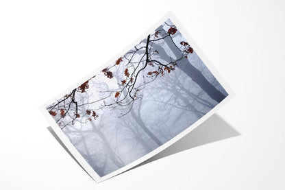 Burst of Colour London Highgate Wood photo print sample