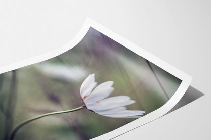 Daisy blowing in wind print with white border