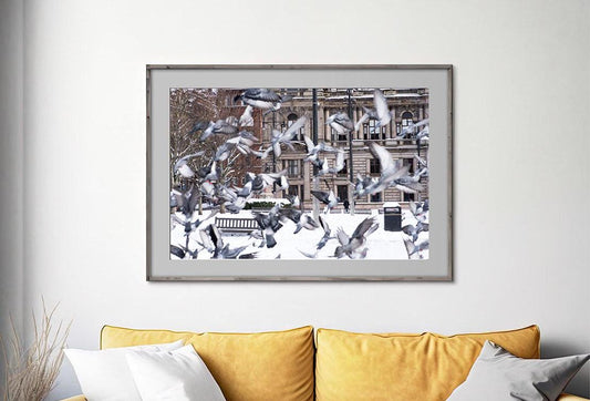 Glasgow George Square pigeons in flight in snow framed in living room no text - cropped
