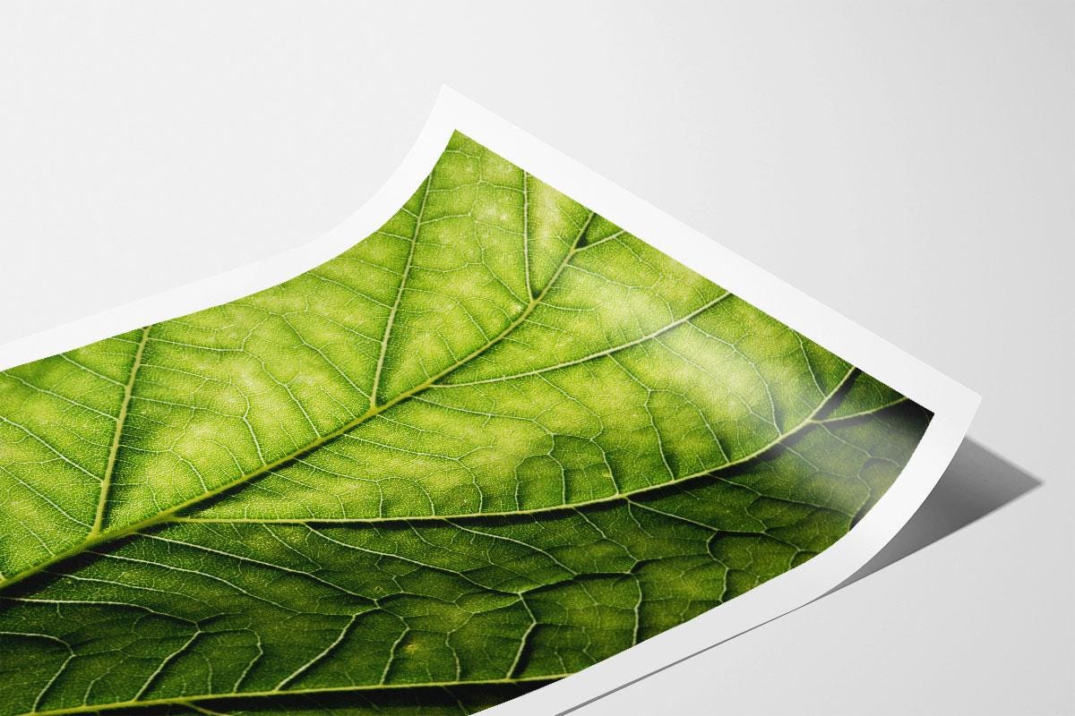 Green leaf macro photo print 