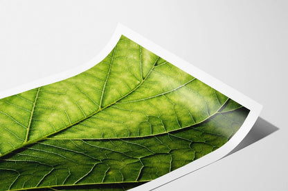 Green leaf macro photo print 