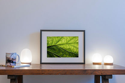 Green leaf macro photo print  in small frame on table
