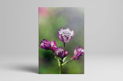 Pink Astrantia Portrait Canvas Mockup