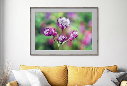 Pink Astrantia colour landscape on wall - check to delete