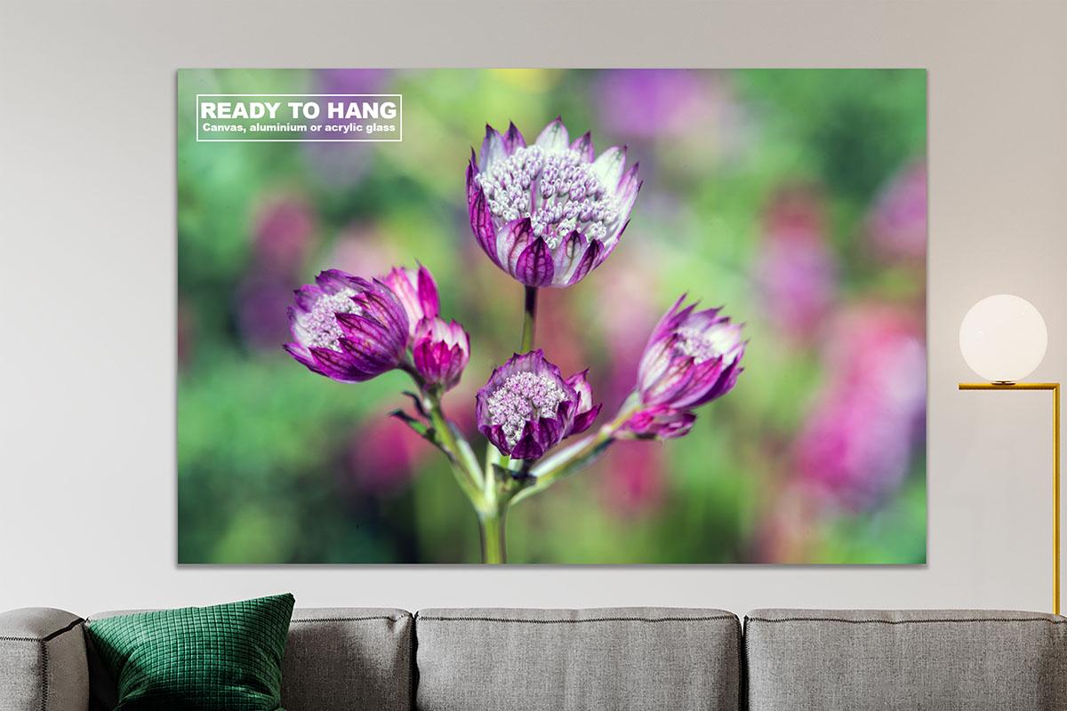 Pink Astrantia on wall with text