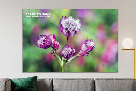 Pink Astrantia on wall with text