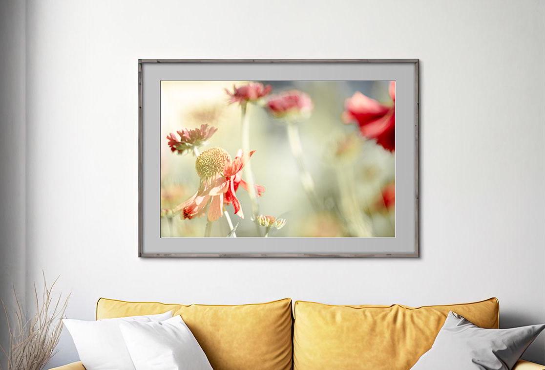 Sneezeweed flower macro in frame on wall above yellow couch