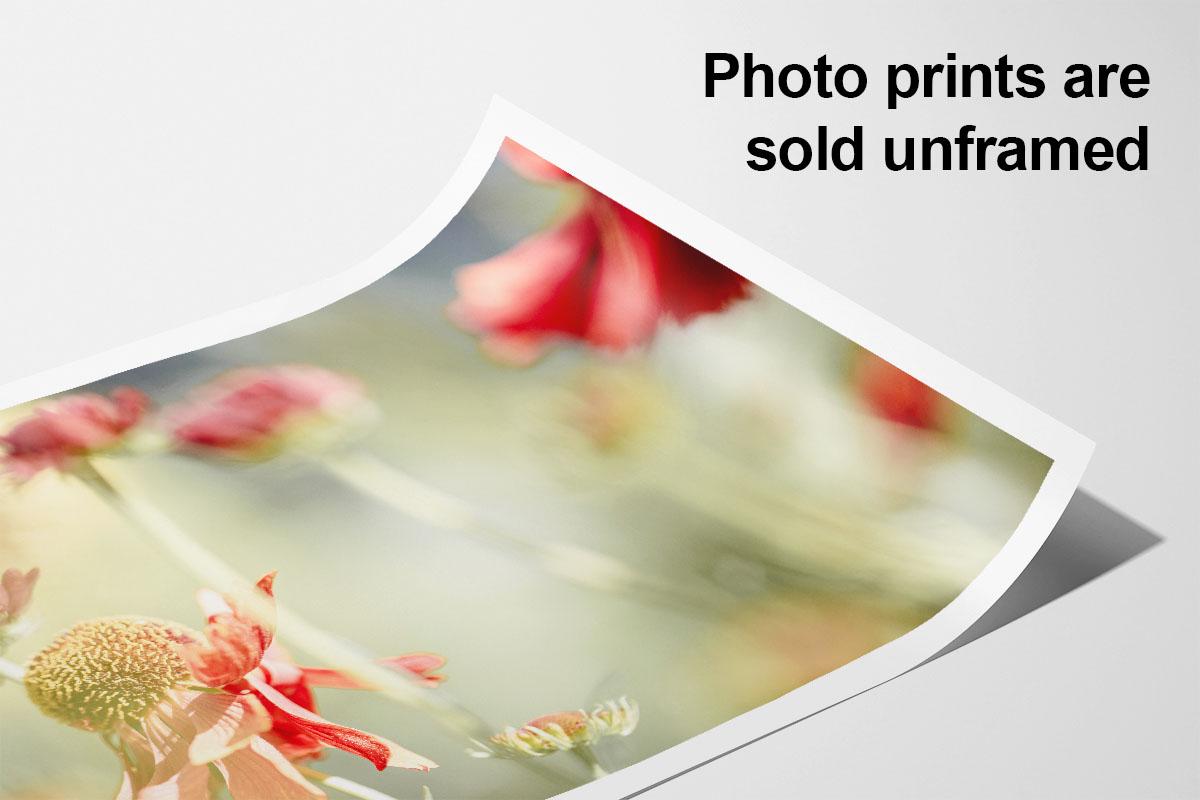 Sneezeweed flower macro photo print text overlay